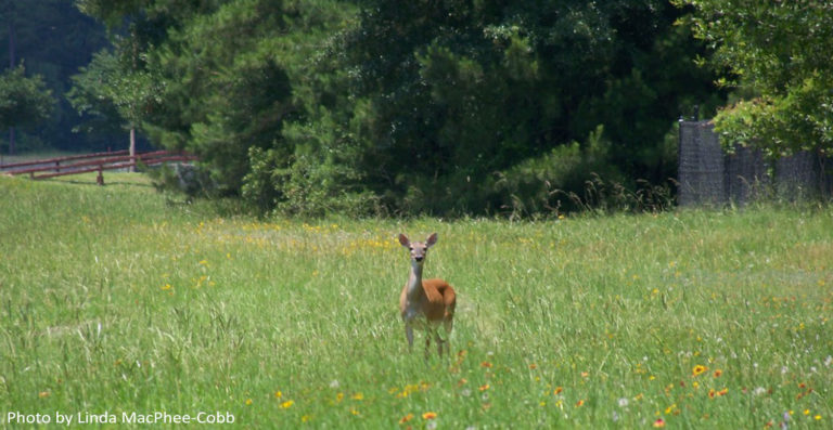 The Woodlands, photo by Linda MacPhee-Cobb